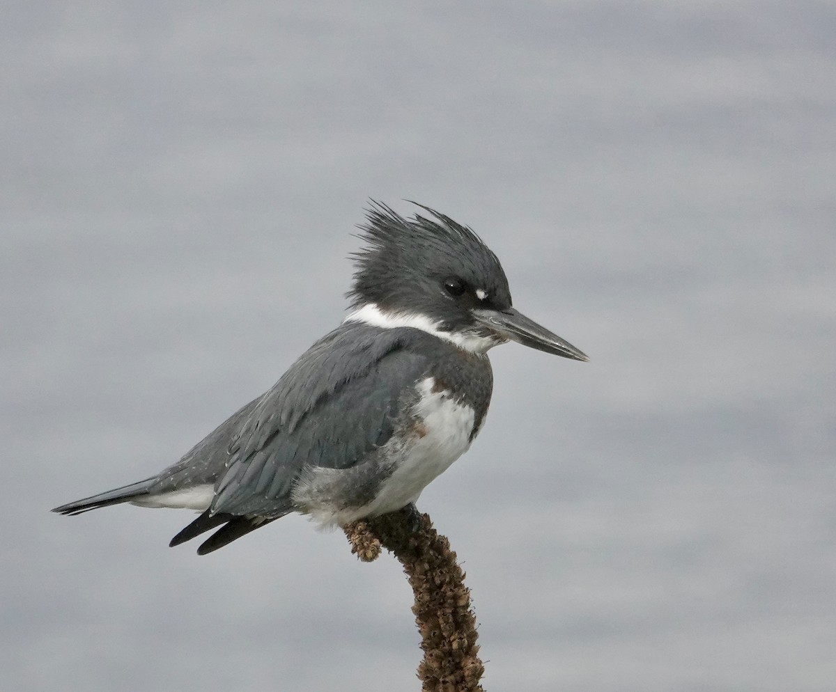 belteisfugl - ML642886582