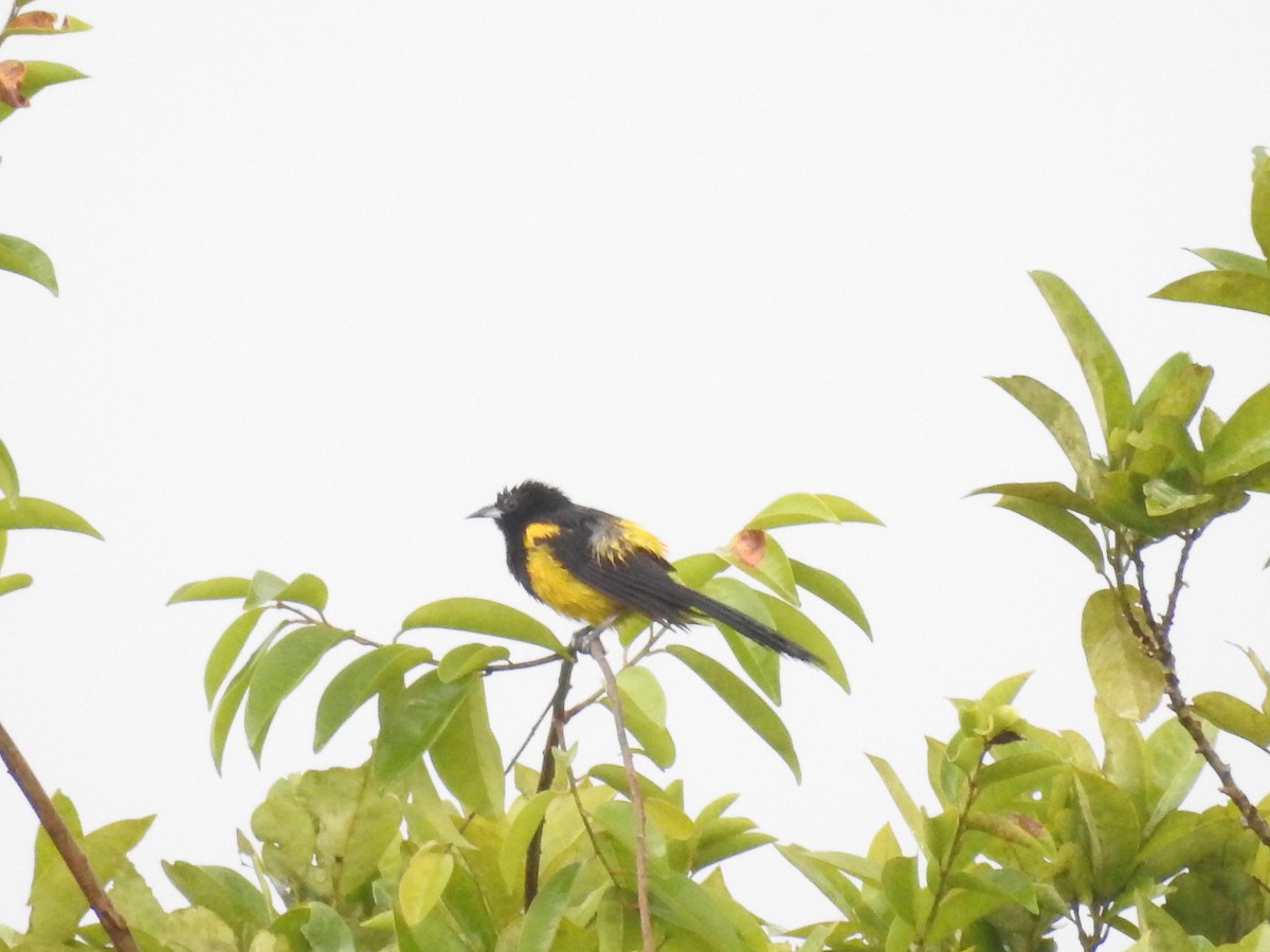 Black-cowled Oriole - ML642886587