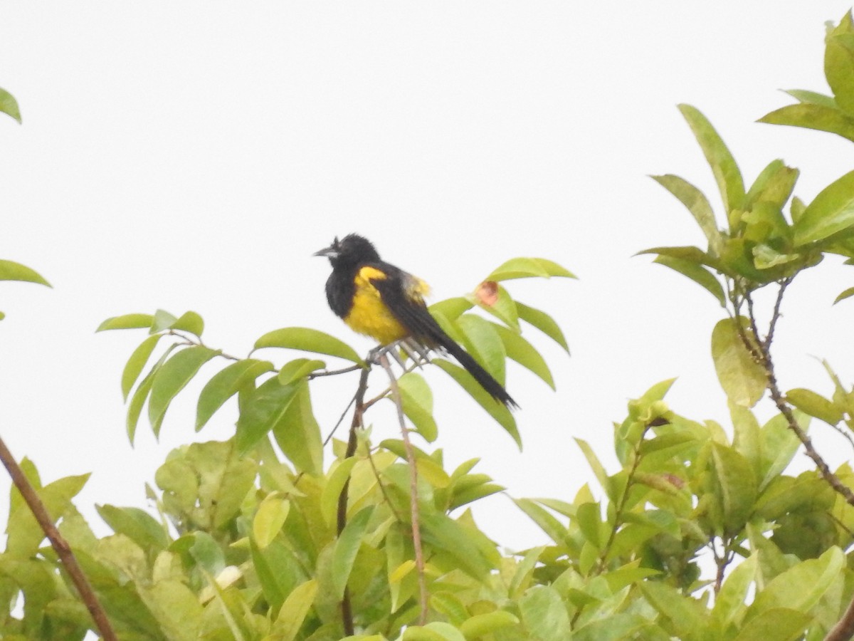 Black-cowled Oriole - ML642886588
