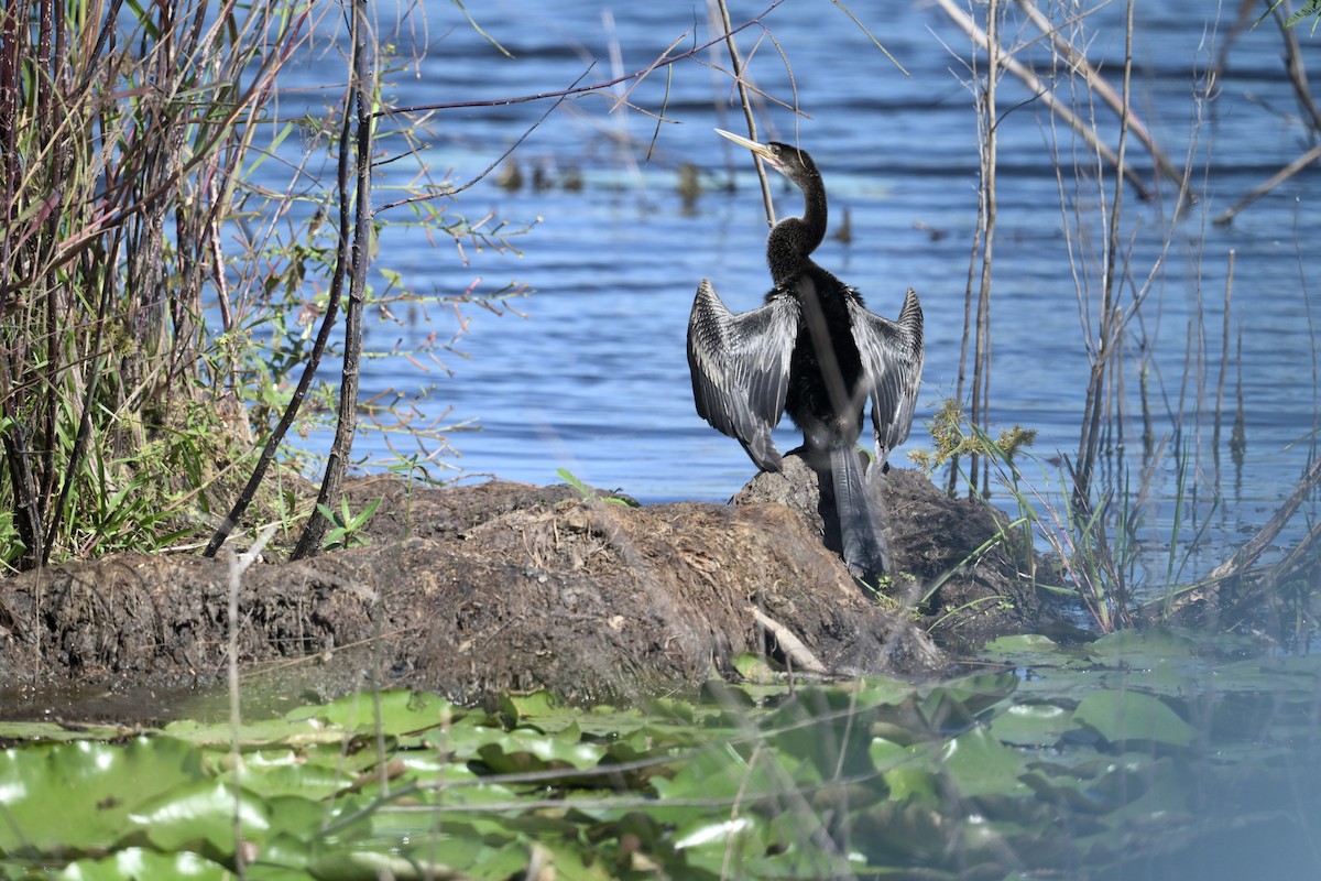 Anhinga - ML642886600