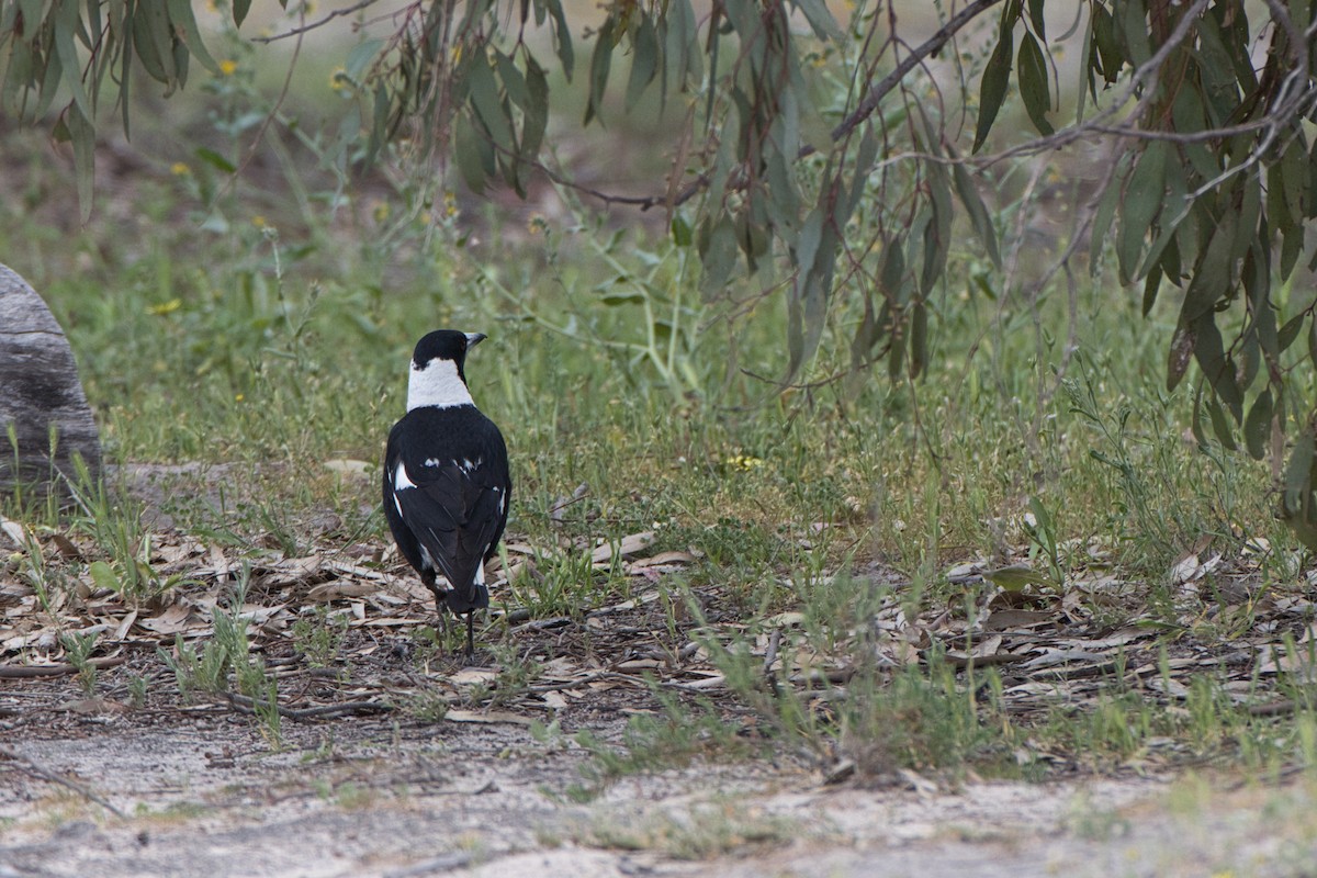 Australian Magpie - ML642886609