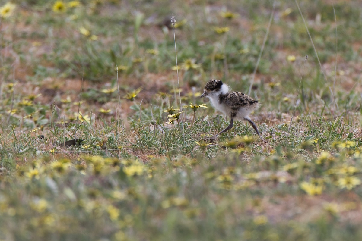 Masked Lapwing - ML642886612