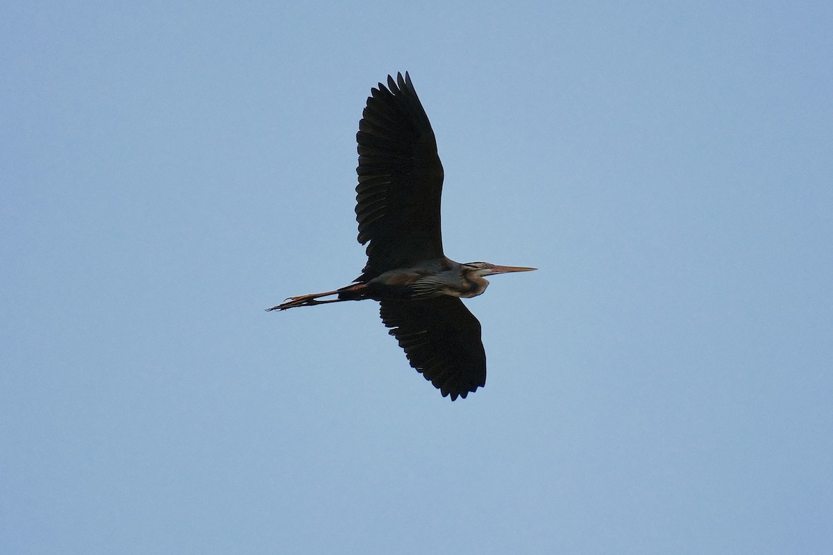 Purple Heron - ML642886615
