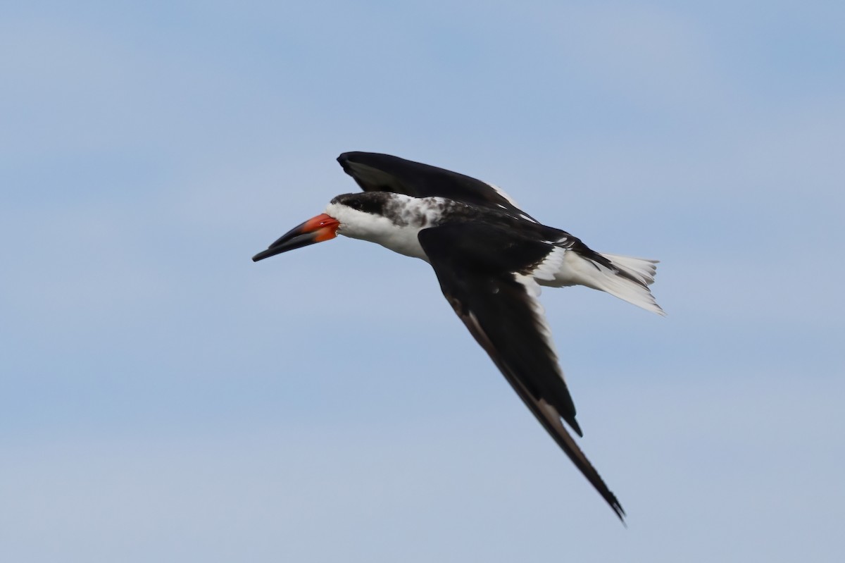 Black Skimmer - ML642886617