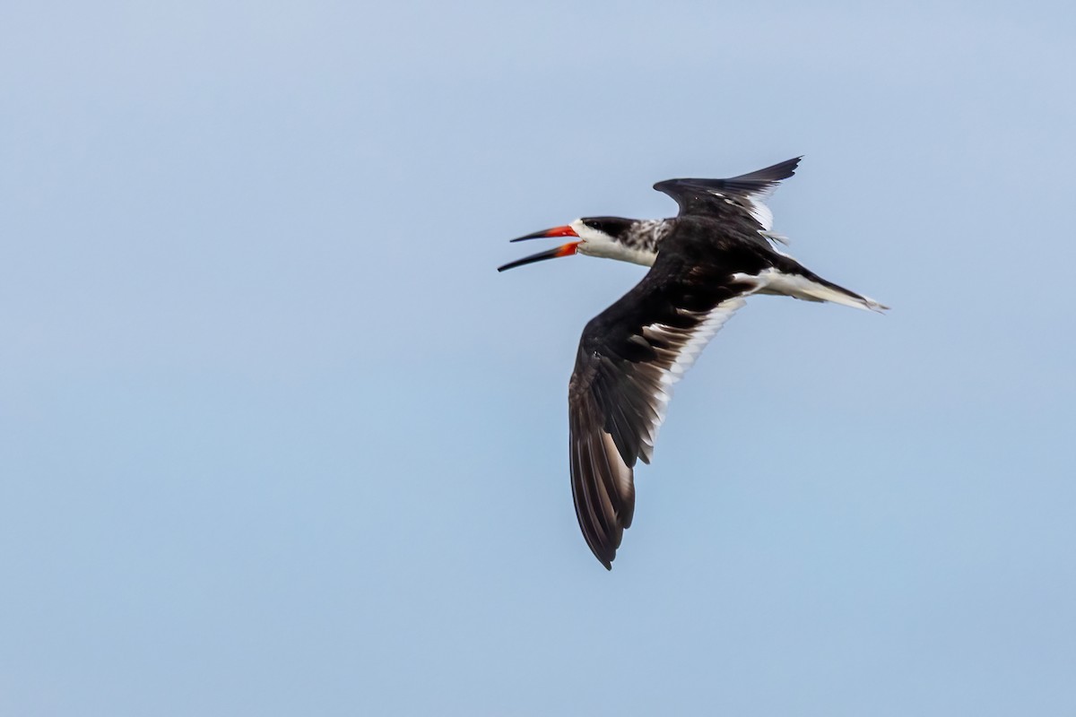 Black Skimmer - ML642886618