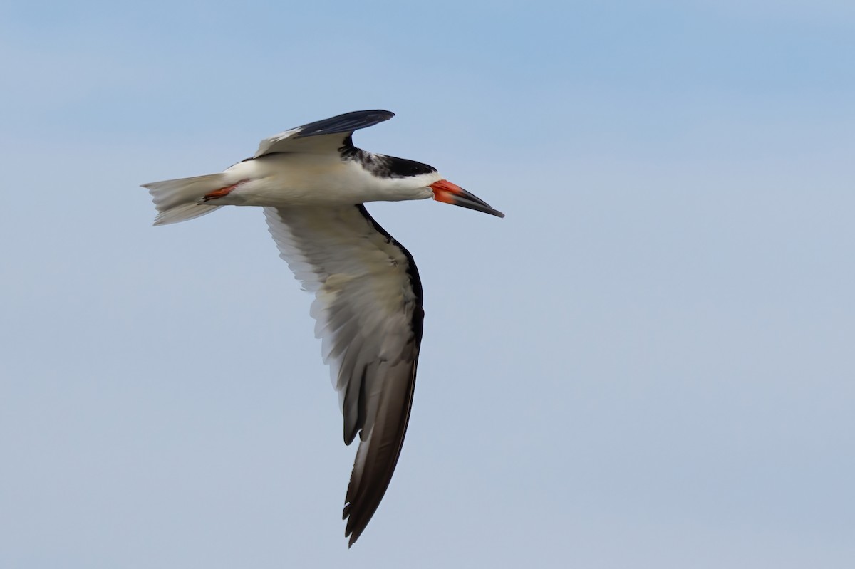 Black Skimmer - ML642886619