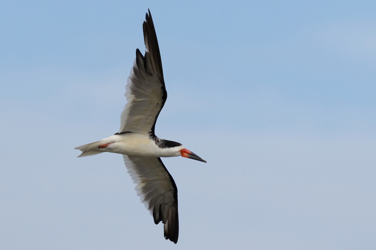 Black Skimmer - ML642886620