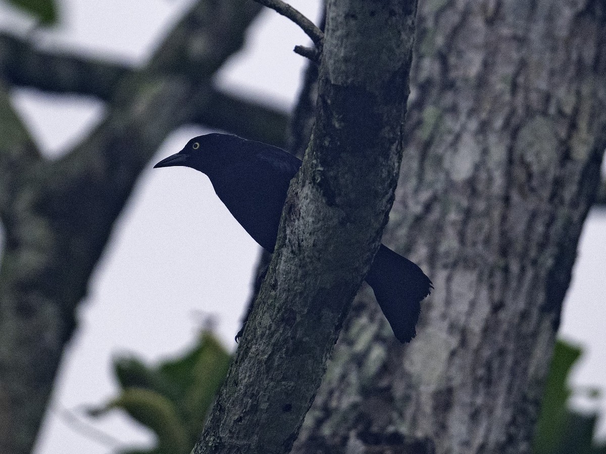 Carib Grackle - ML642886624