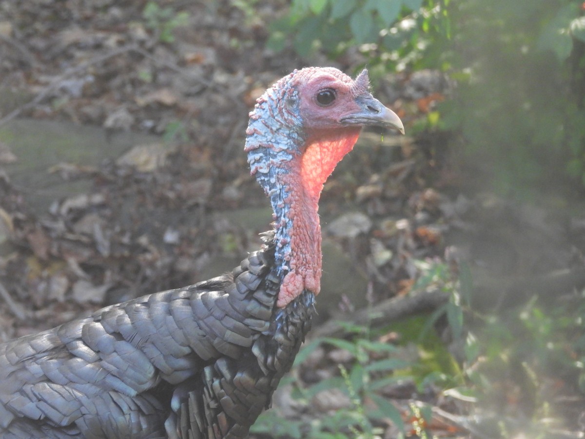 Wild Turkey - ML642886628