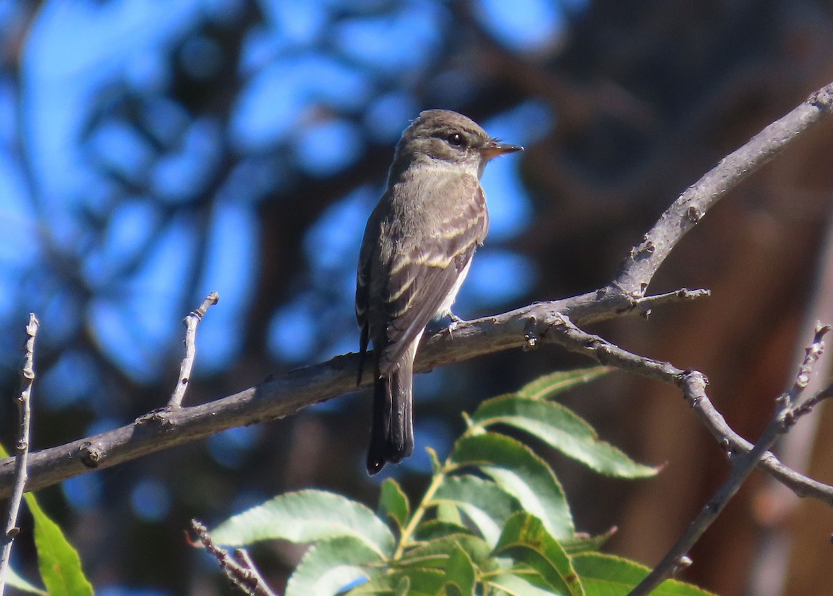 Western Wood-Pewee - ML642886629