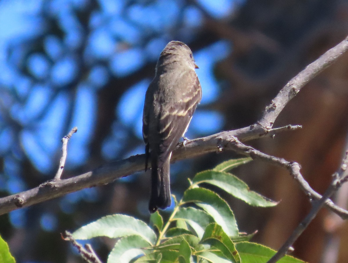 Western Wood-Pewee - ML642886630