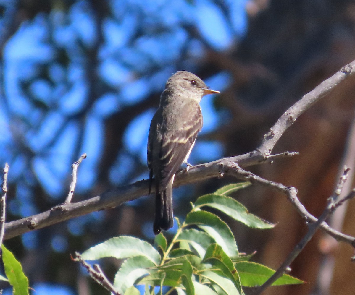 Western Wood-Pewee - ML642886631