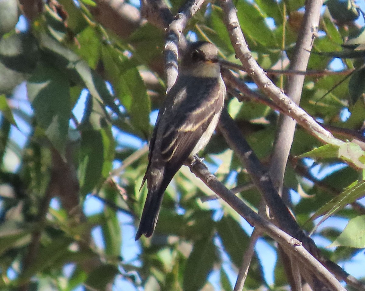 Western Wood-Pewee - ML642886632