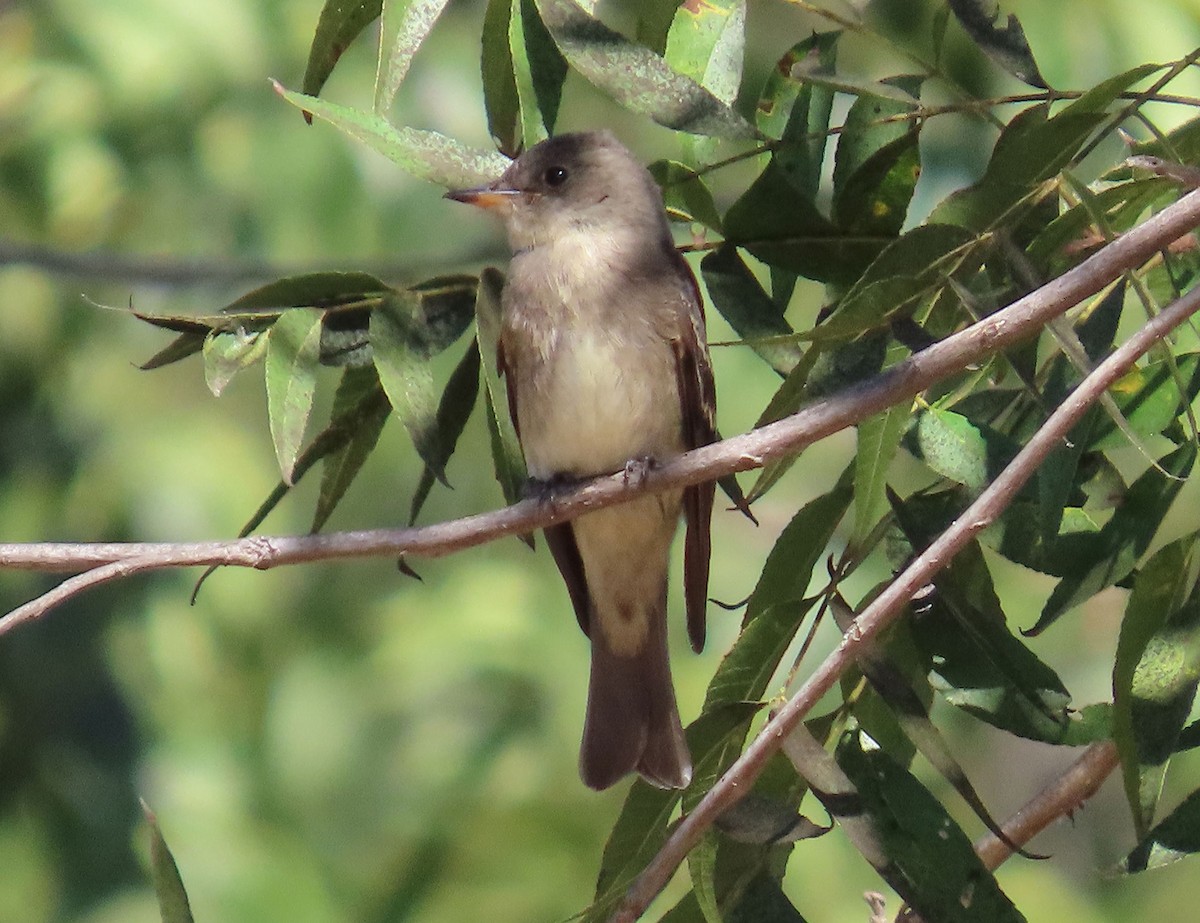 Western Wood-Pewee - ML642886633