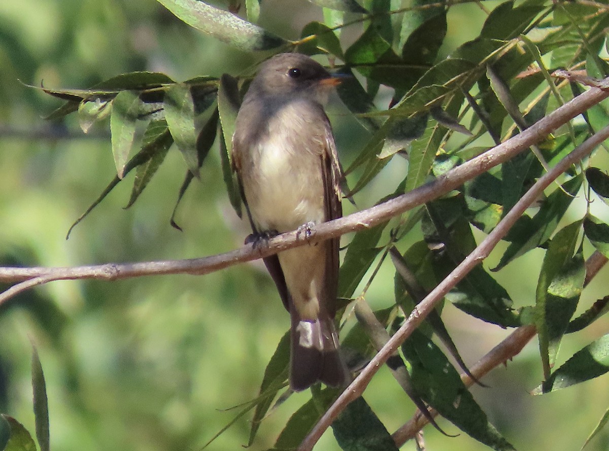 Western Wood-Pewee - ML642886634