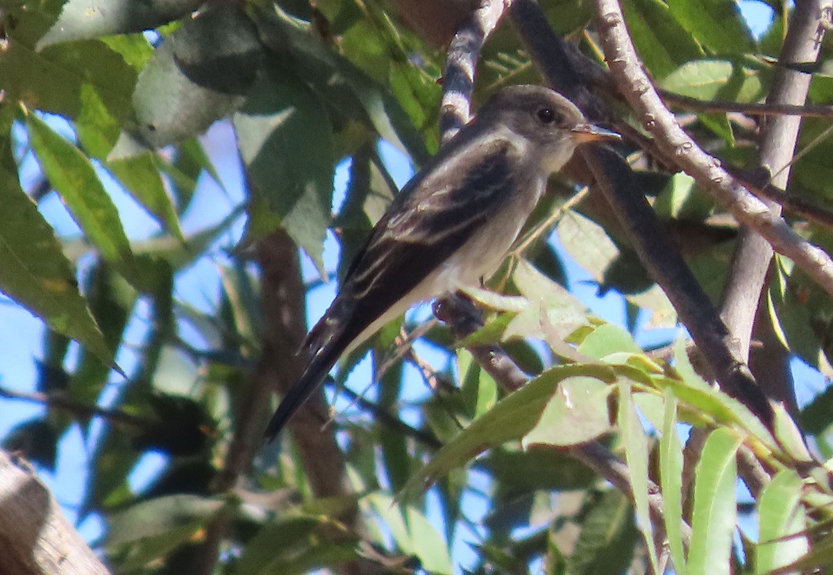 Western Wood-Pewee - ML642886635