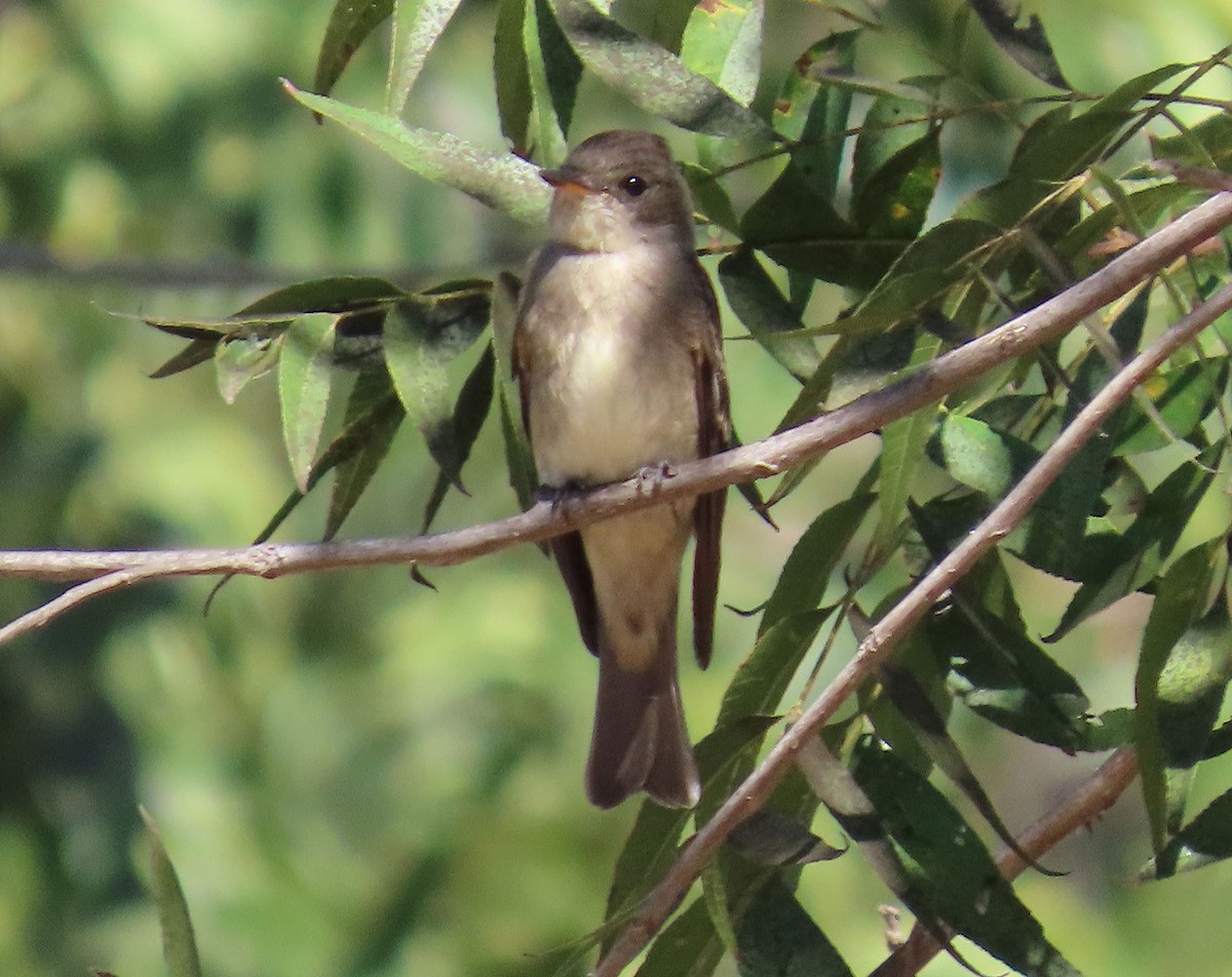 Western Wood-Pewee - ML642886636