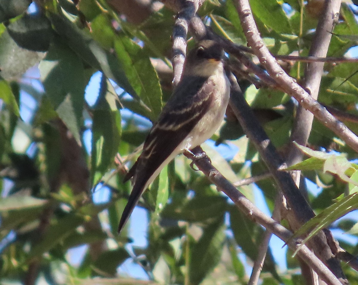 Western Wood-Pewee - ML642886637