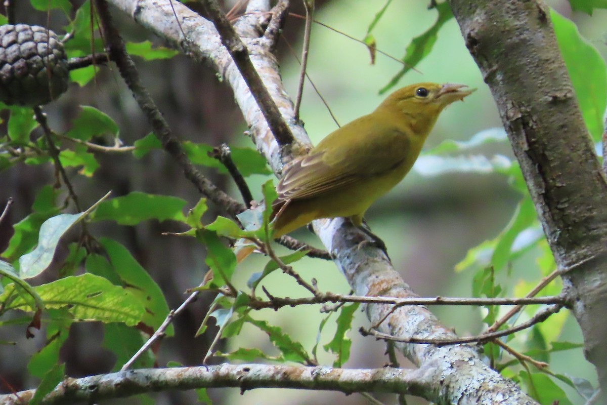 Summer Tanager - ML642886638