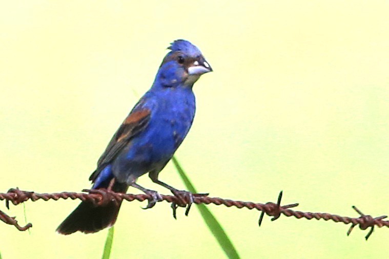 Blue Grosbeak - ML642886641