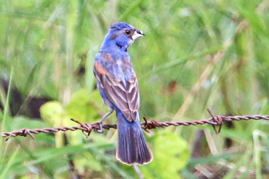 Blue Grosbeak - ML642886642
