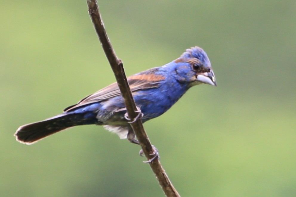 Blue Grosbeak - ML642886643