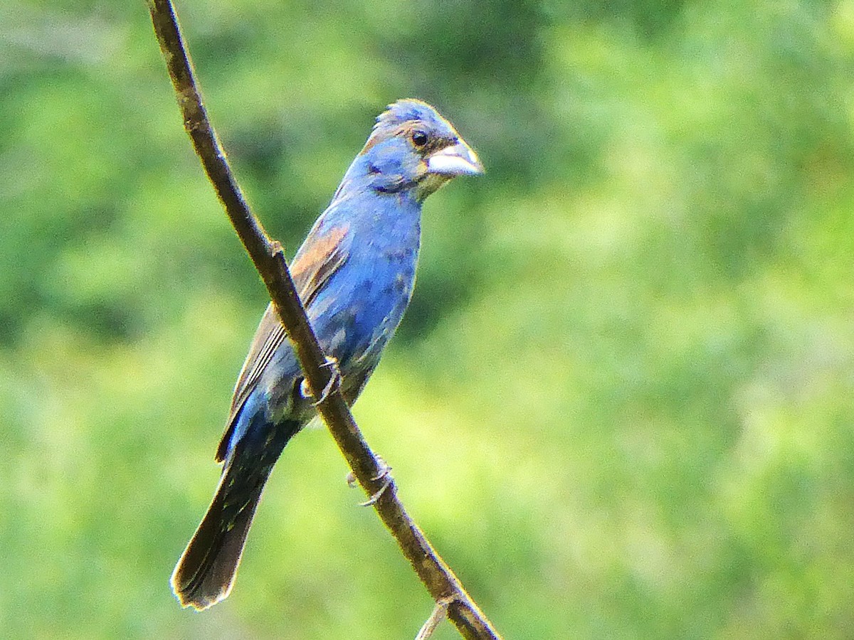 Blue Grosbeak - ML642886644