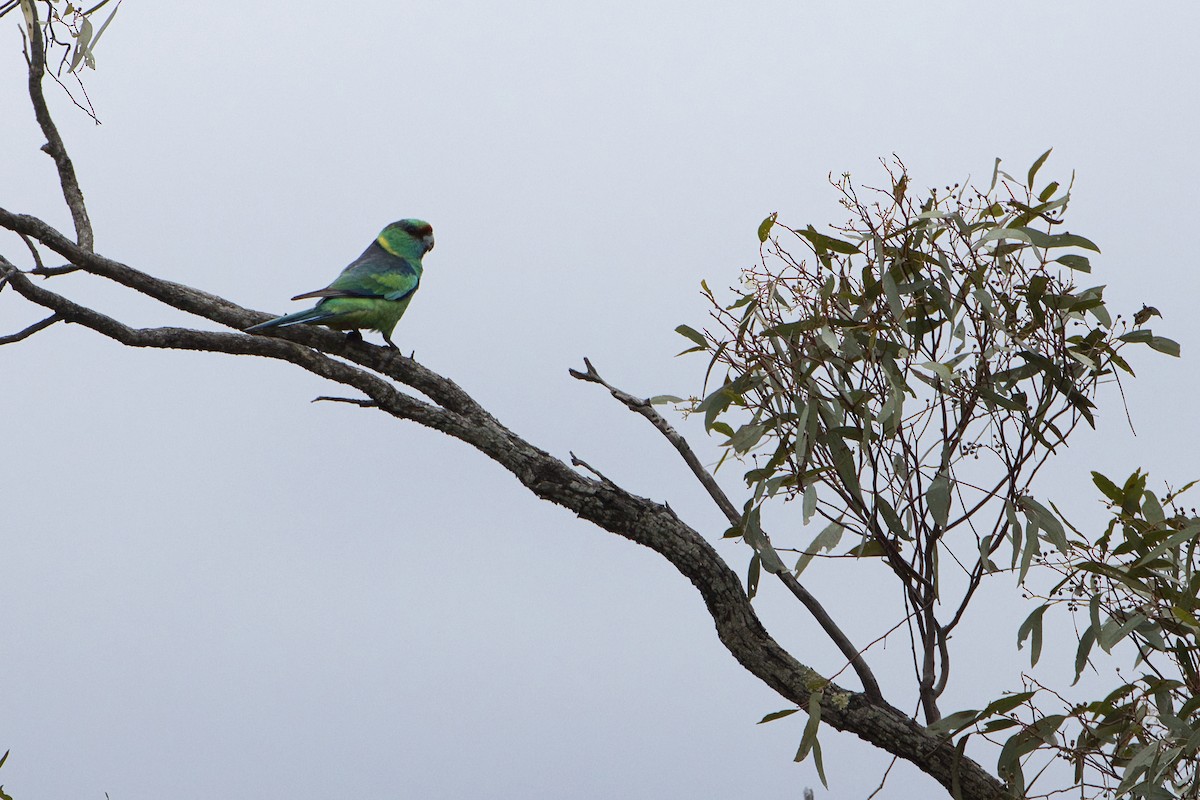 Perico de Port Lincoln (barnardi) - ML642886646