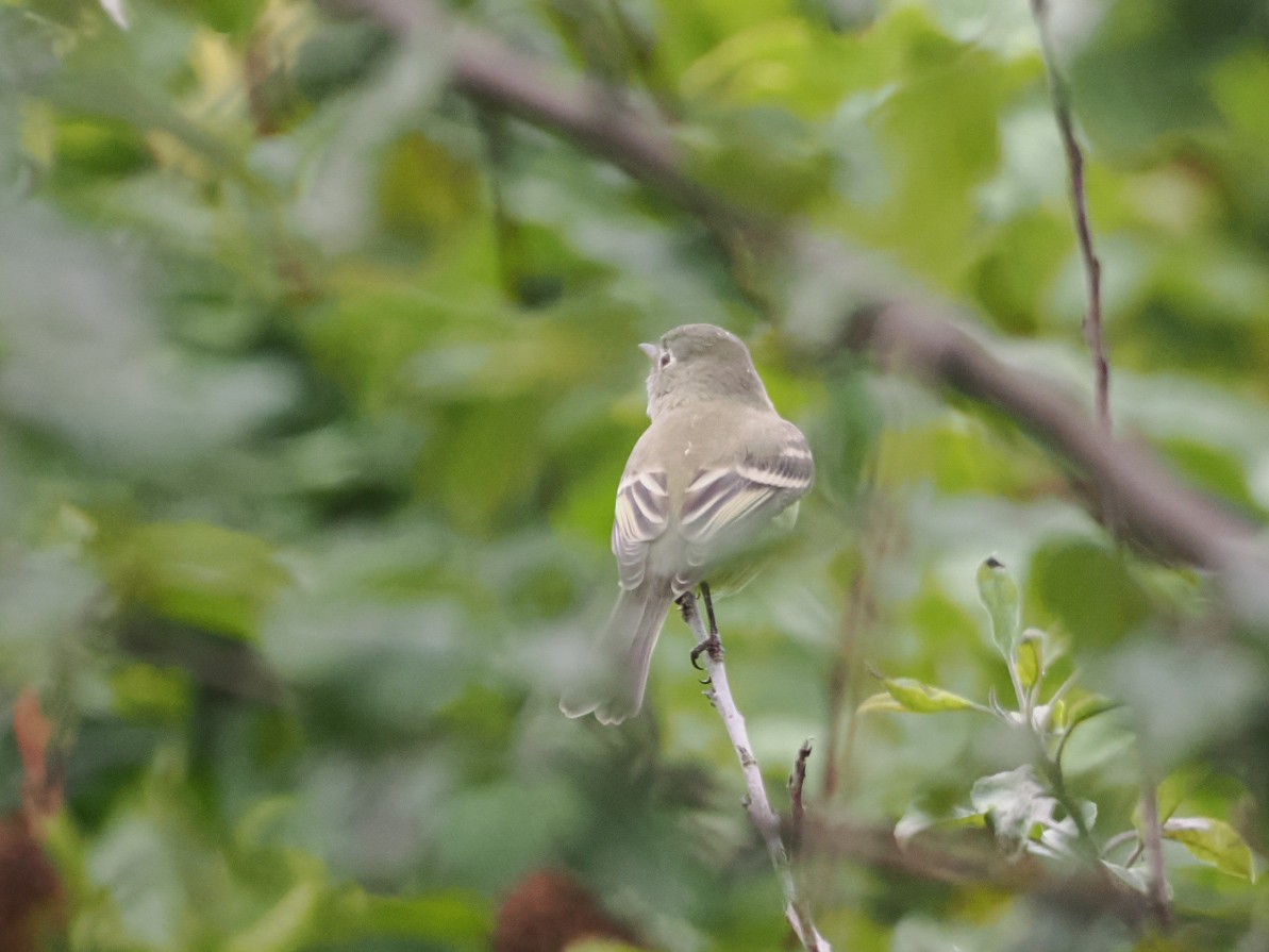 Hammond's Flycatcher - ML642886648
