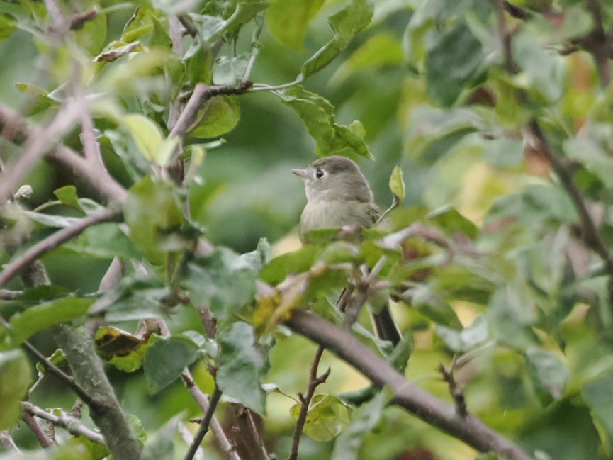 Hammond's Flycatcher - ML642886649