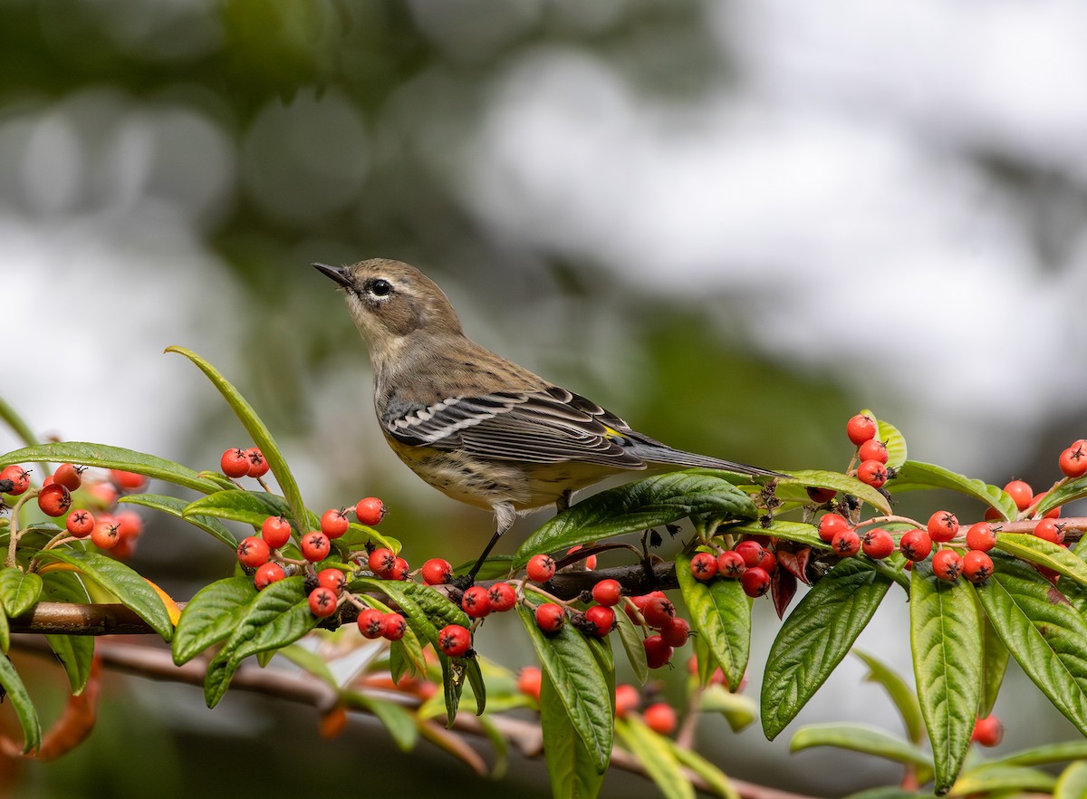 Yellow-rumped Warbler - ML642886650