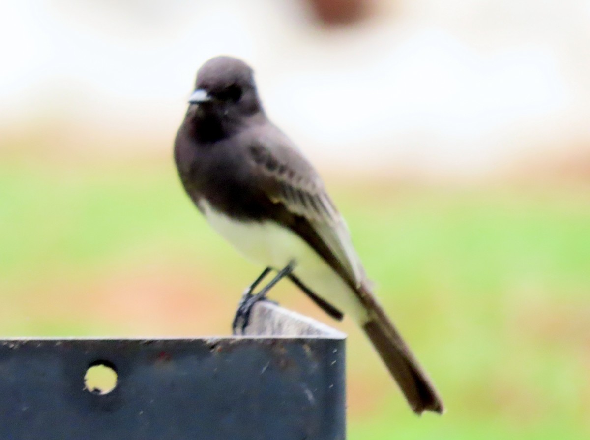 Black Phoebe - ML642886653