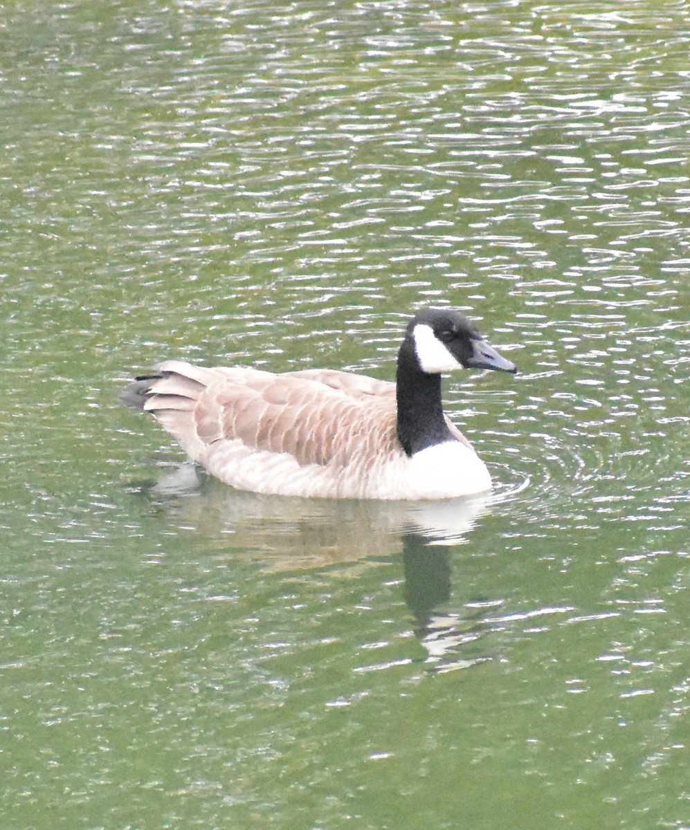 Canada Goose - ML642886654