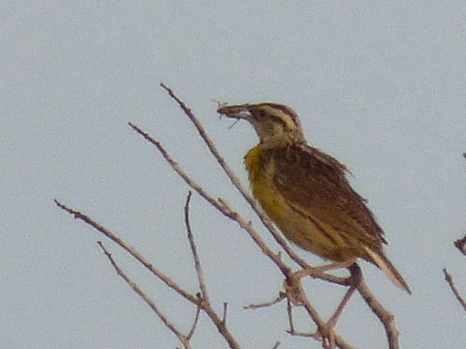 Eastern Meadowlark - ML642886655