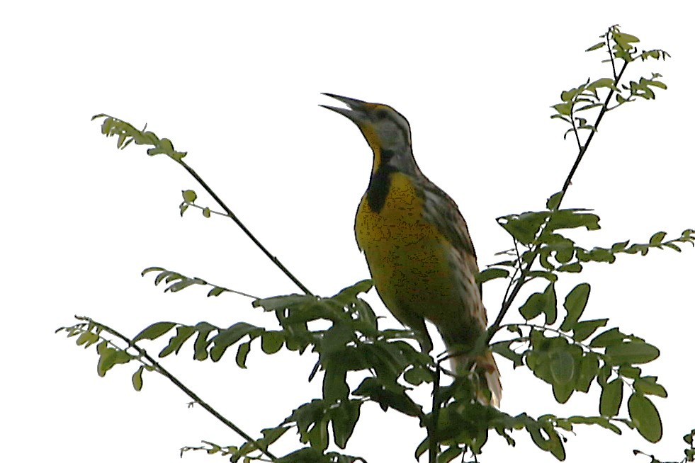 Eastern Meadowlark - ML642886656