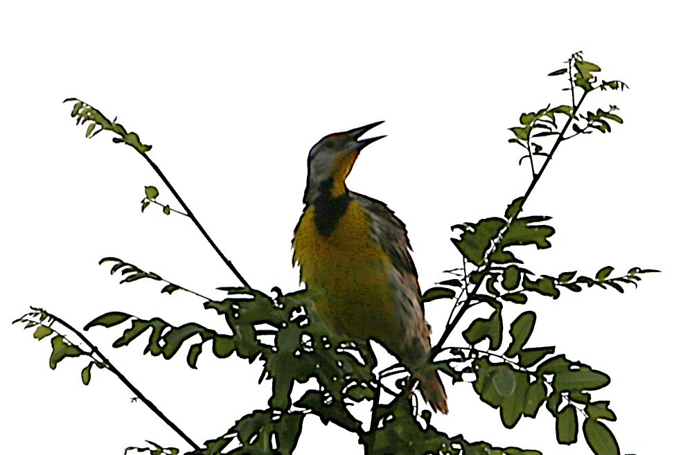 Eastern Meadowlark - ML642886657