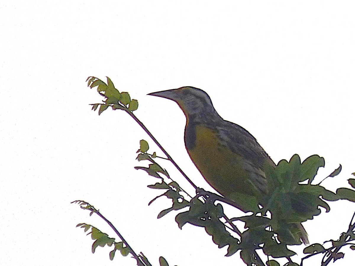 Eastern Meadowlark - ML642886658