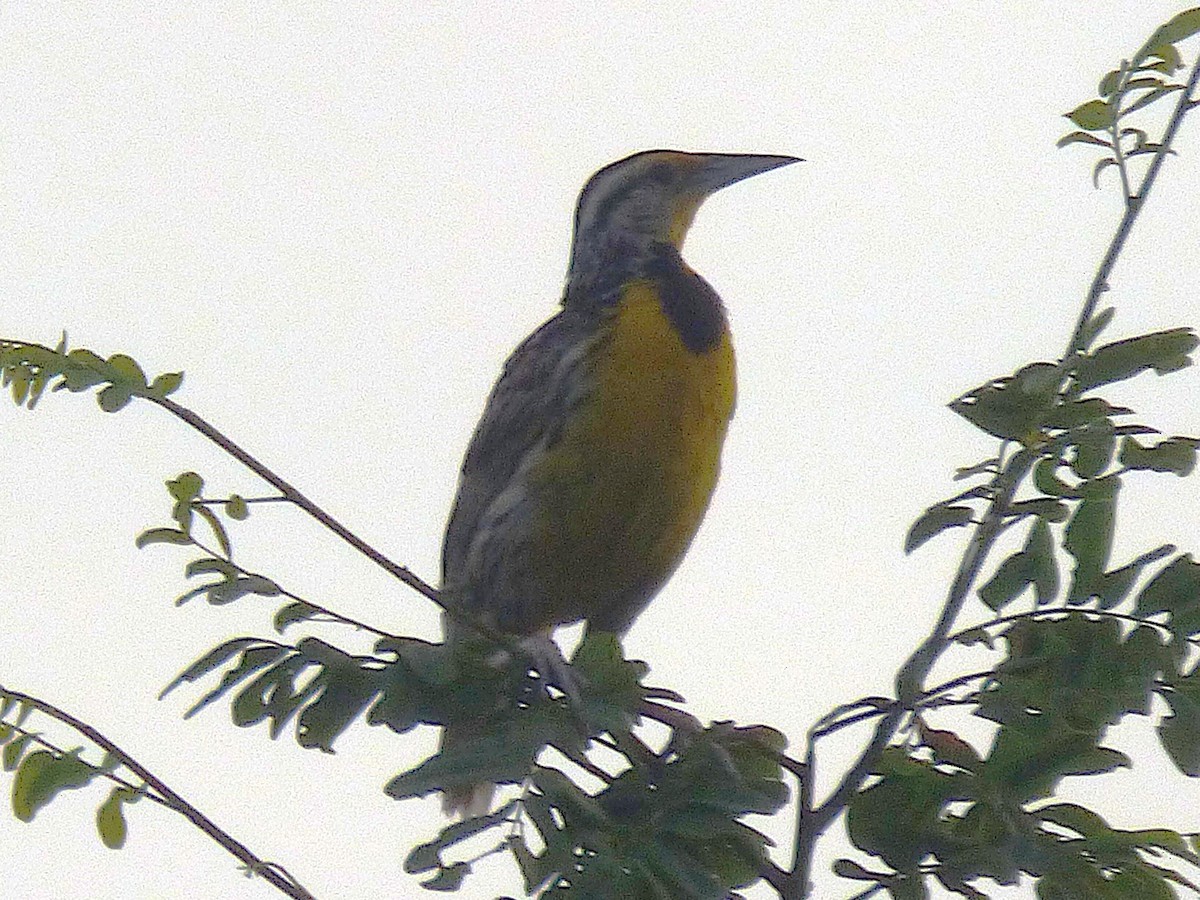 Eastern Meadowlark - ML642886659