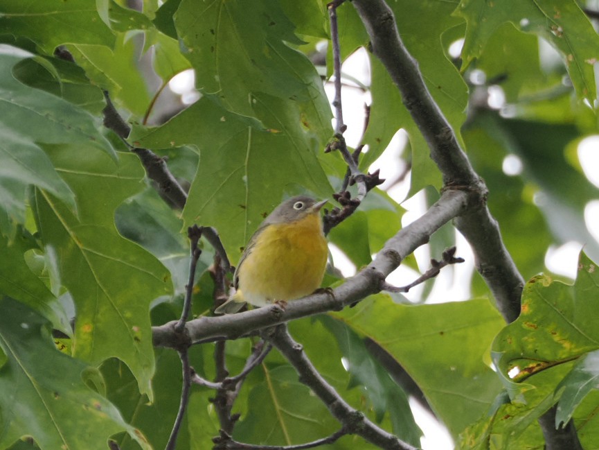 Nashville Warbler - ML642886660