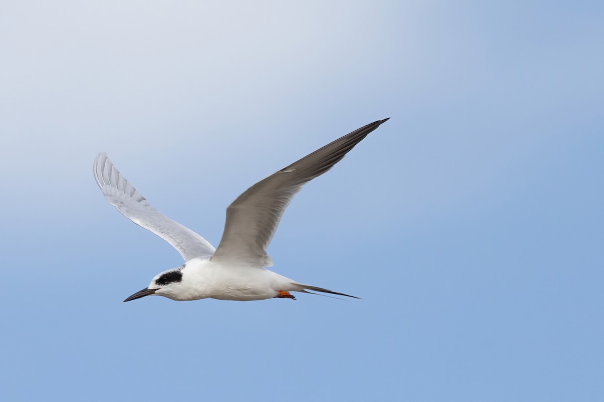 Forster's Tern - ML642886662