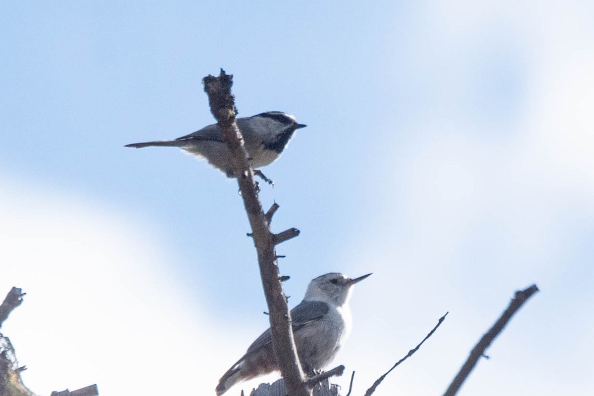 Mountain Chickadee - ML642886665