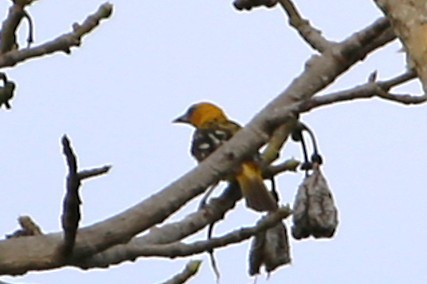 Streak-backed Oriole - ML642886672