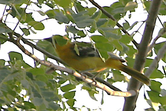 Streak-backed Oriole - ML642886673
