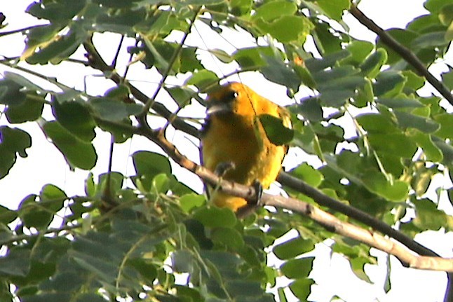 Streak-backed Oriole - ML642886674