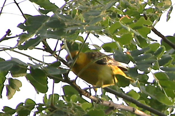 Streak-backed Oriole - ML642886675