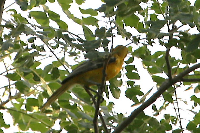Streak-backed Oriole - ML642886676