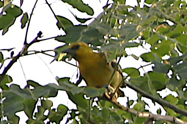 Streak-backed Oriole - ML642886677