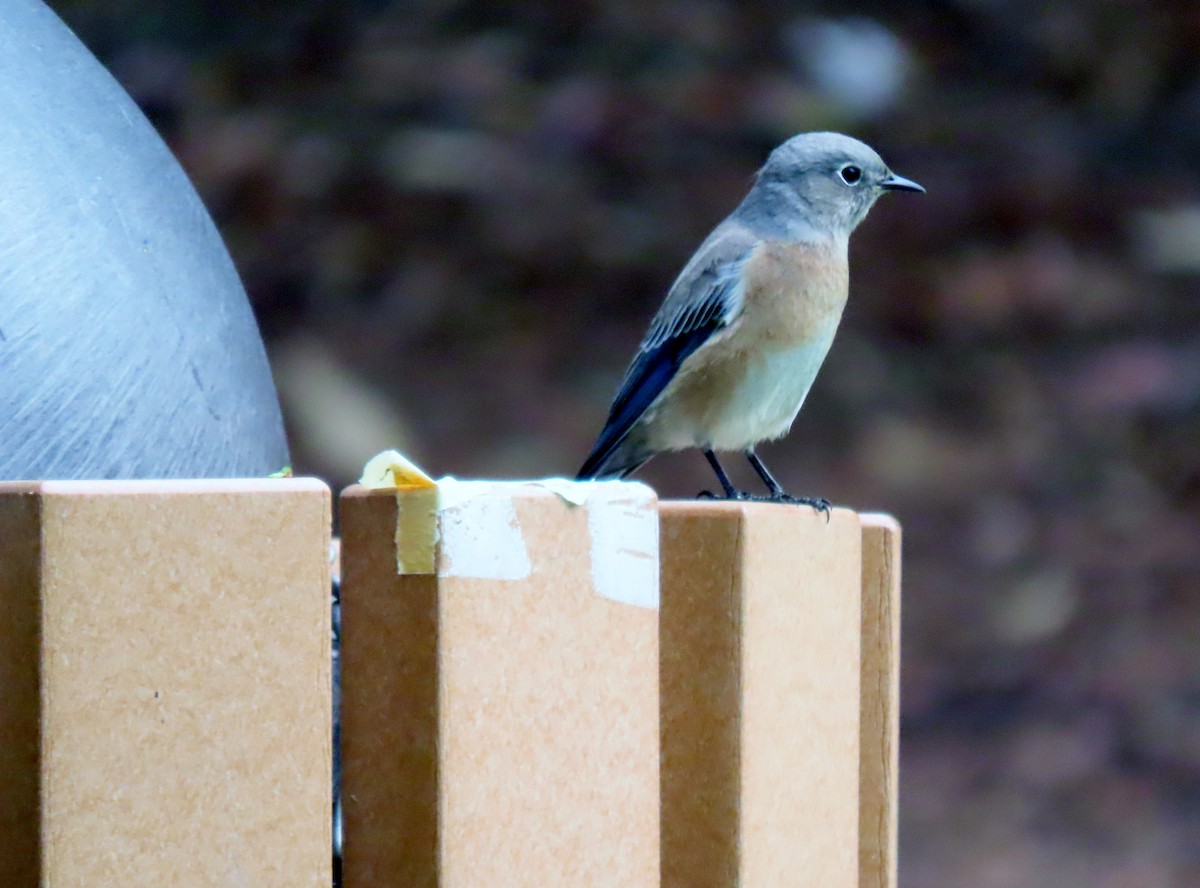 Western Bluebird - ML642886680