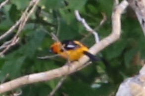 Spot-breasted Oriole - ML642886685
