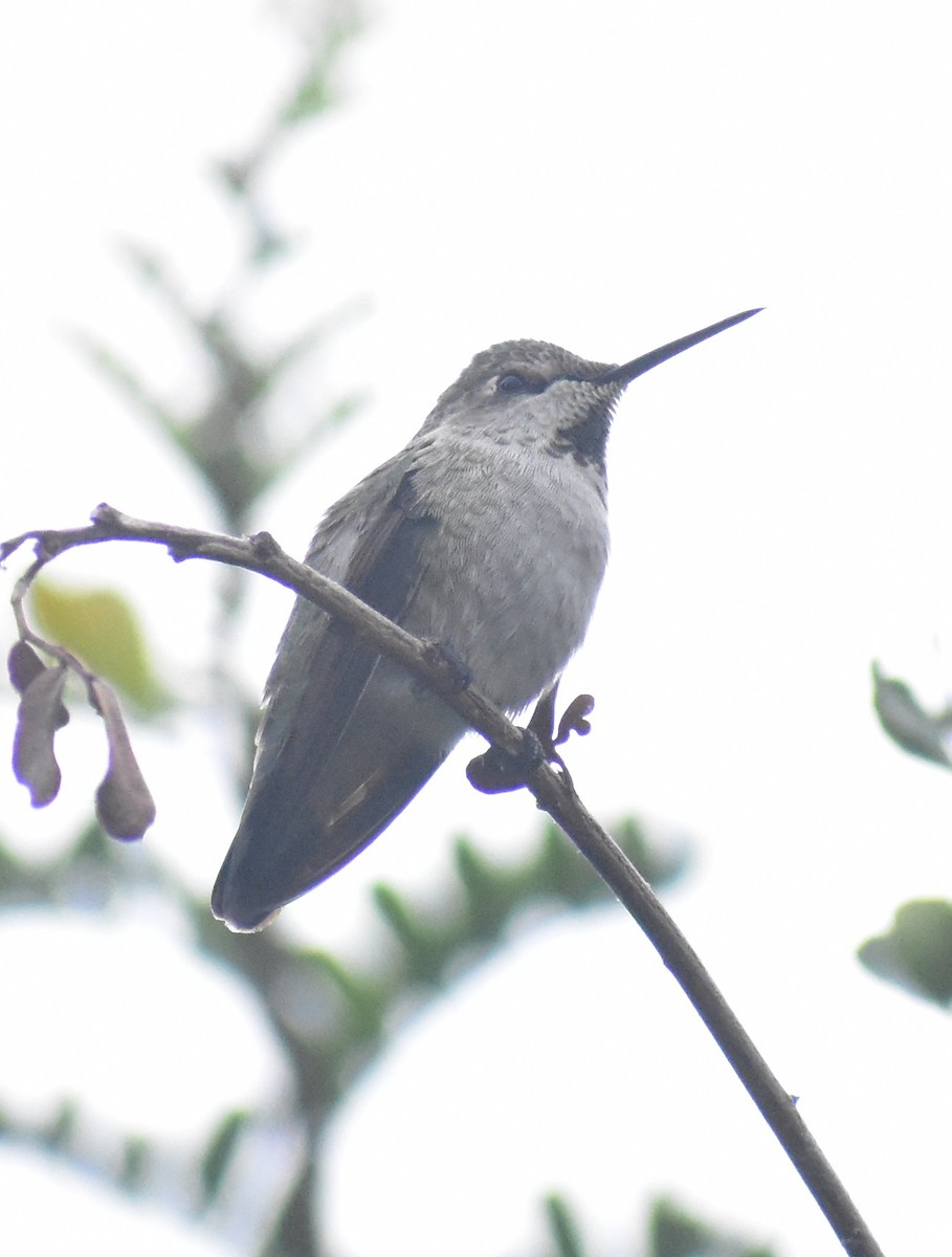 Colibrí de Anna - ML642886719